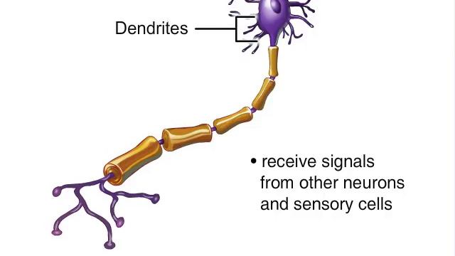 How Nervous System Works Animation - Nerve Conduction Physiology. Central & Peripheral Anatomy Vide смотреть онлайн