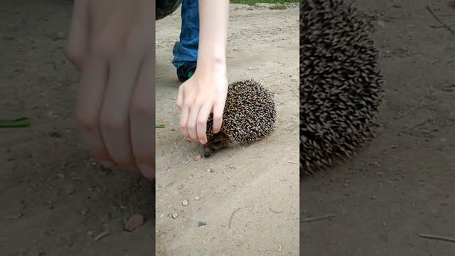 Храбрый ёжик смотреть онлайн