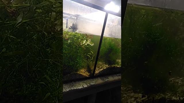 Повышенная жесткость в аквариуме смотреть онлайн