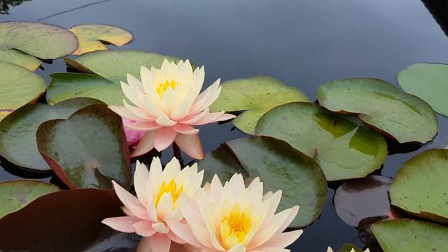 Нимфея Pink Lemonade (Nymphaea Pink Lemonade)