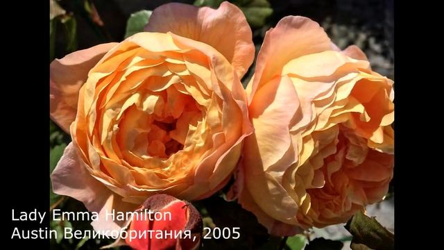 СРАВНИВАЕМ ШИКАРНЫЕ и СКРОМНЫЕ Саженцы РОЗ / ОБЗОР ПОСЫЛКИ Из Питомника Нью-Джерси смотреть онлайн