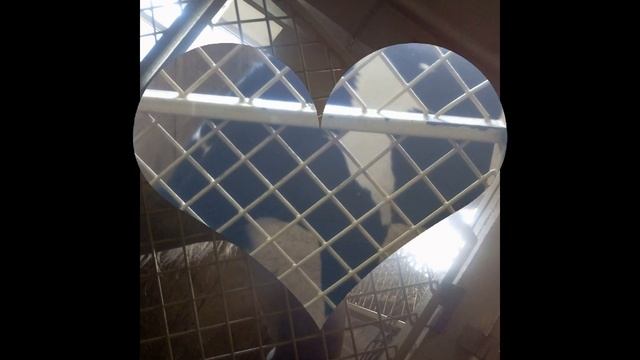 Поход в цирк шоу Гии Эрадзе БАРОНЕТЫ на 1 ряд))) смотреть онлайн