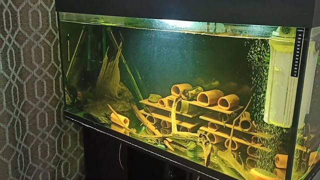 Попытка простимулировать нерест L 397 сомов