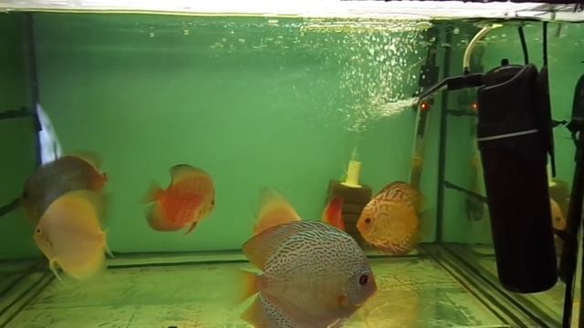 Обработка дискусов перед нерестом. смотреть онлайн