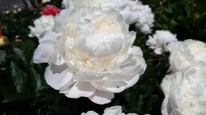 Пион Mary E. Nicholls (Мэри Э. Николлс)