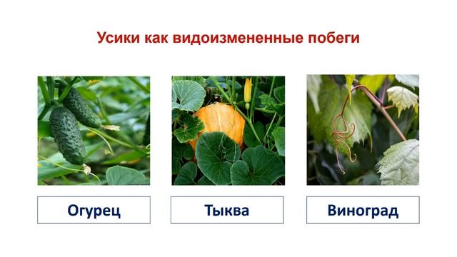 Тема 29. Видоизмененные побеги. Лабораторная работа № 8 «Строение клубня картофеля и луковицы» смотреть онлайн