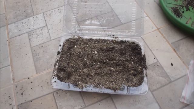 Guia De Germinação De Rosas Do Deserto (Adenium Obesum) Com Passo A Passo Completo