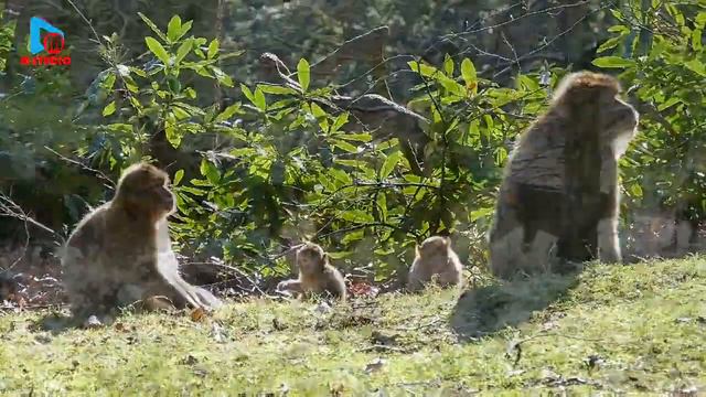 Animal Planet Планета Животных #animalsplanet #beautiful