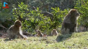 Animal Planet Планета Животных #animalsplanet #beautiful