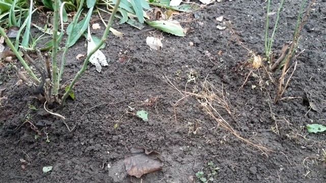 3 ОСНОВНЫХ правила укрытия РОЗ в зиму?? смотреть онлайн