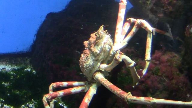 Камчатский и Японский Крабы в Москвариуме смотреть онлайн