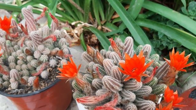 Cuidados De La Lobivia Silvestrii - Echinopsis Chamaecereus - Cactus Cacahuate - Cola De Ratón