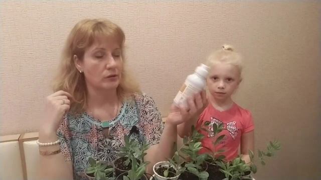 Важные составляющие для роста и цветения ЭУСТОМЫ ? смотреть онлайн