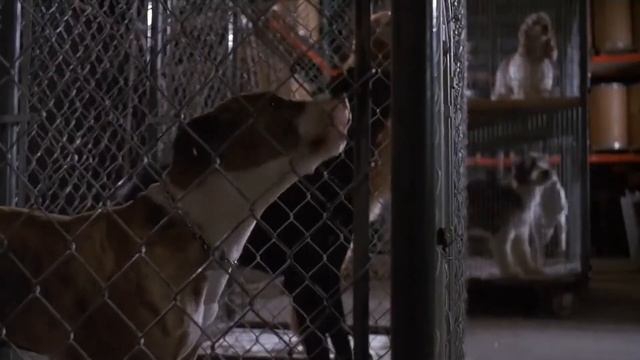 Beethoven (1992) - Beethoven Saves Sparky