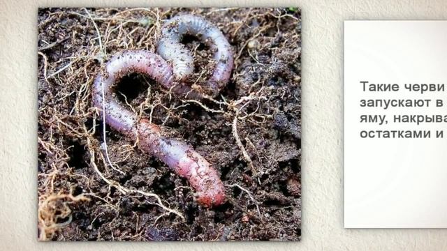 Польза дождевых червей смотреть онлайн