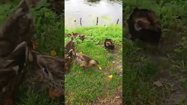 Усадьба Тютчева 🤫 прогулка🌸лебеди и уточки🦆🦢 животные🐵🐔🐶🐷 красота😍💓моё лицо 👑☺ смотреть онлайн