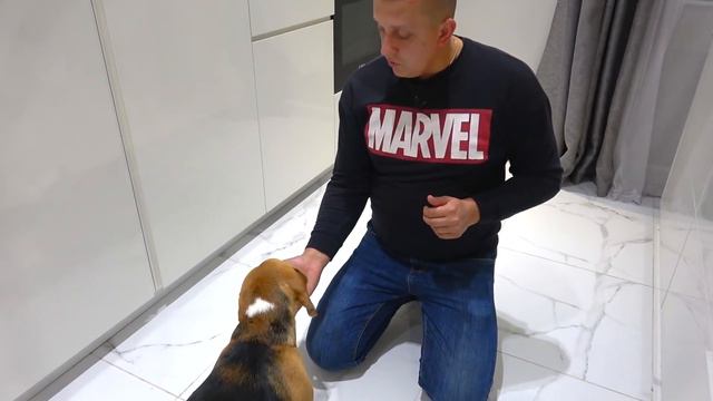 ШЕРЛОК С БАТЯЙ НА ОТДЫХЕ. МЕЧТЫ ШЕРЛОКА. БРОС ШОУ ПЕТ смотреть онлайн