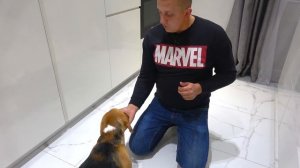 ШЕРЛОК С БАТЯЙ НА ОТДЫХЕ. МЕЧТЫ ШЕРЛОКА. БРОС ШОУ ПЕТ