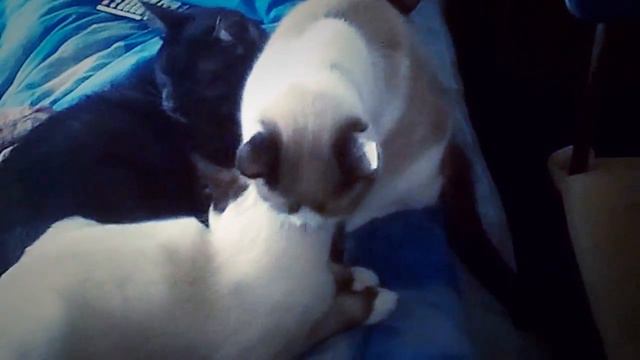 Гармония любви. Зоотовары. Зоотовары от Лены гарантия лучшей цены. смотреть онлайн