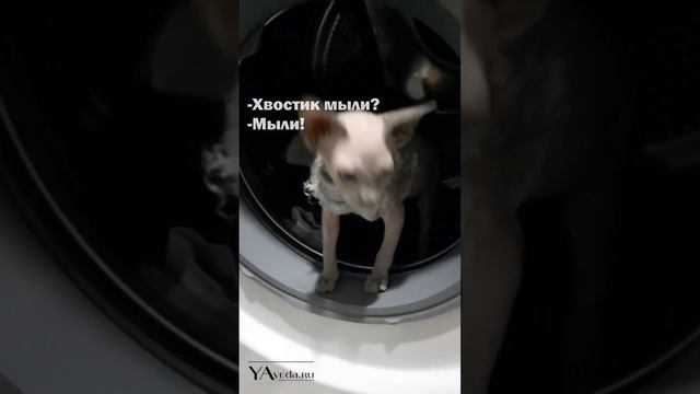 Канадский сфинкс Сфеса помылся. Как не надо купать сфинксов смотреть онлайн