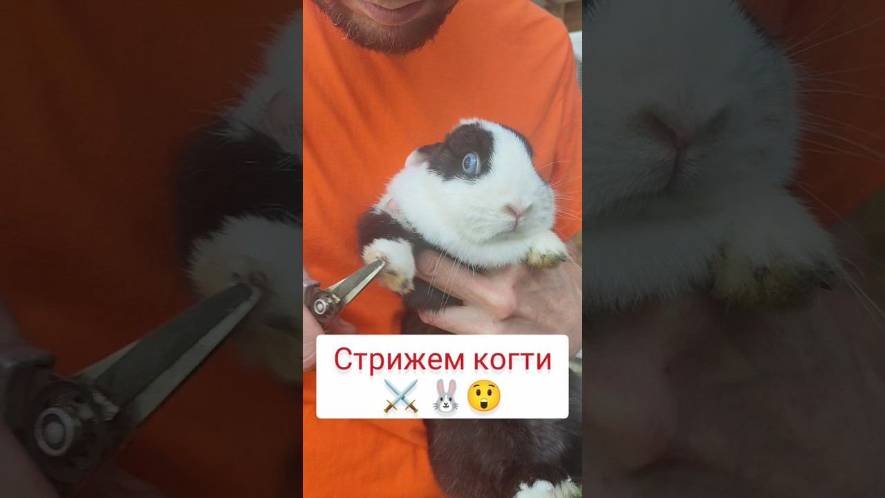 Стрижем когти кролику смотреть онлайн
