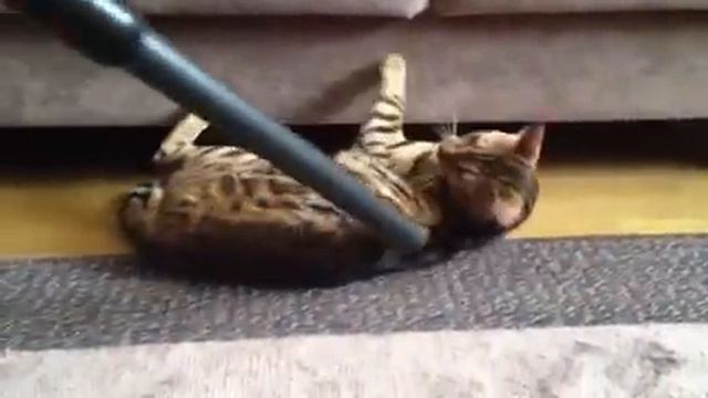 Прикол, бенгала пылесосят))) смотреть онлайн