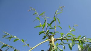 Формирование ивы