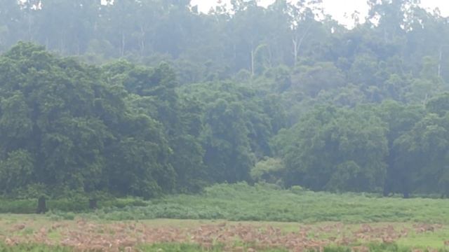 a python catch the deer suddenly смотреть онлайн