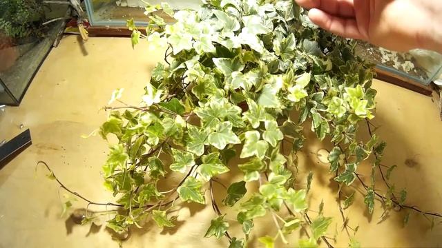 РАСТЕНИЯ ДЛЯ ПАЛЮДАРИУМА. #2. Хедера Плющ. PLANTS FOR PALUDARIUM. Hedera Helix смотреть онлайн