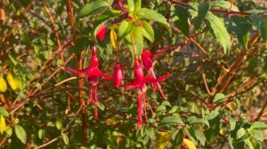 Fuchsia magellanica Riccartonii... Un fuchsia vivace !!!