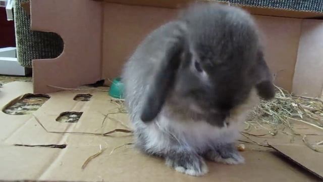 декоративный вислоухий кролик!!!Стёпа! смотреть онлайн
