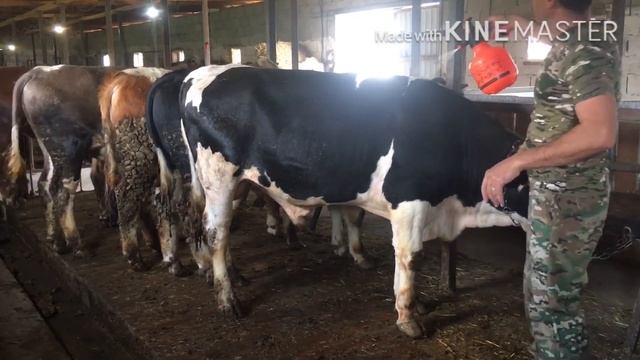 Обработка КРС (От клещей ) смотреть онлайн