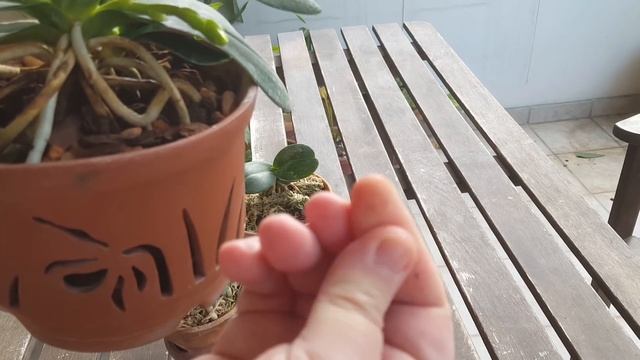 Sedirea japonica-содержание зимой смотреть онлайн