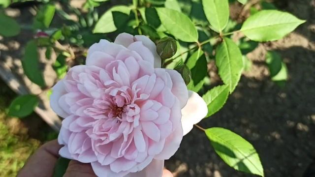 Саженцы Алтая с юбилеем пересорта! Горячее желание иметь один сорт розы, убивает мозг!!!? смотреть онлайн