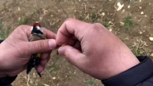 Ловля певчих птиц.Ловля щегла и реполова.