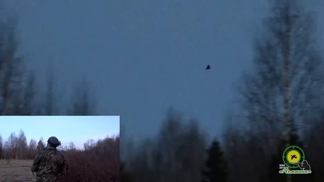 Охота на вальдшнепа \ Вальдшнеп 2018 \ Scolopax rusticola смотреть онлайн