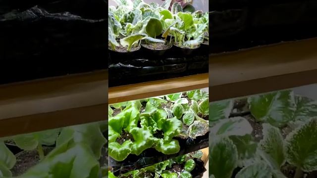 Размножение фиалок смотреть онлайн