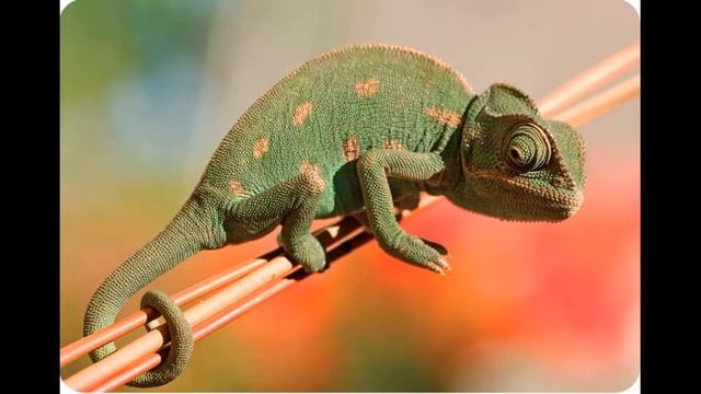 Познавательное развитие для дошкольников «Кто такой хамелеон?» от воспитателей УK10. смотреть онлайн