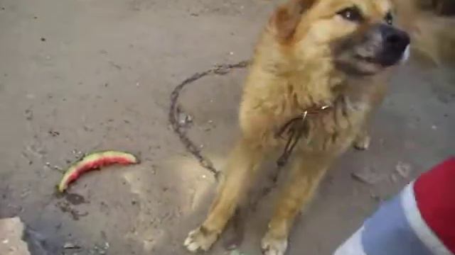 Собака кушает арбуз :D:D смотреть онлайн