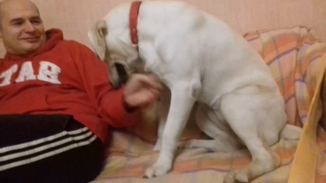 Собака просит почесать пузо. смотреть онлайн