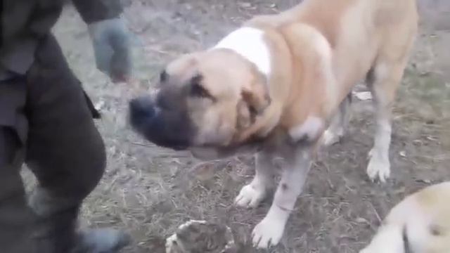 "" 16 + ВОЛКОДАВ ПРОТИВ ВОЛКА "" смотреть онлайн