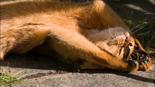 Почему коты боятся воды? Интересные факты о кошках Тайны о кошках смотреть онлайн