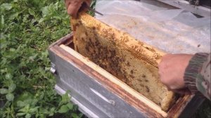 Старая пасека в заброшенной деревне.