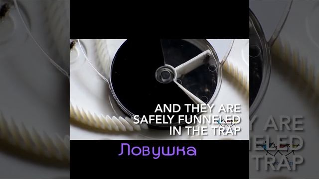 Вращающаяся Электронная ловушка для мух смотреть онлайн