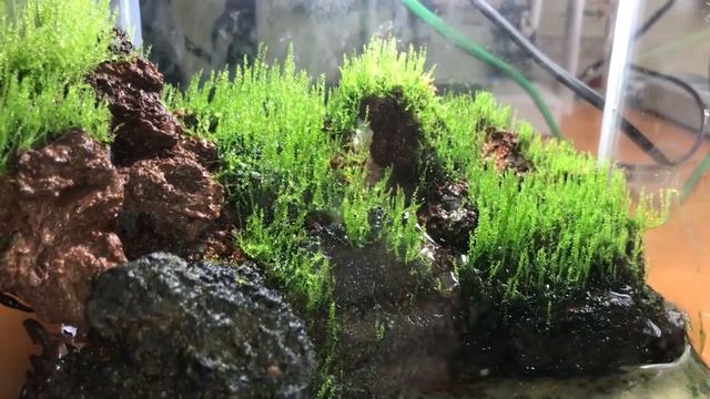Мох стринг на суше как имитация леса смотреть онлайн