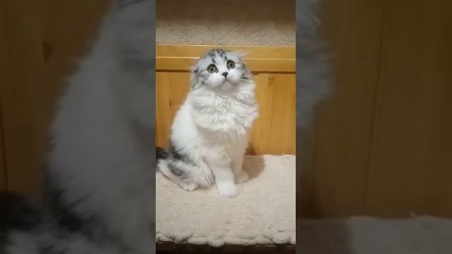 Кошечка Горошка хайленд фолд мраморная серебристая с белым смотреть онлайн