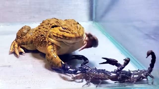 Азиатская Лягушка-Бык С Большим Черным Скорпионом! смотреть онлайн