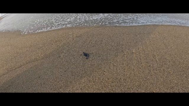 Indonesia 2023 East Java Vlog. TOURISTS DON'T COME HERE - UNSEEN Jungle and turtle conservation! смотреть онлайн