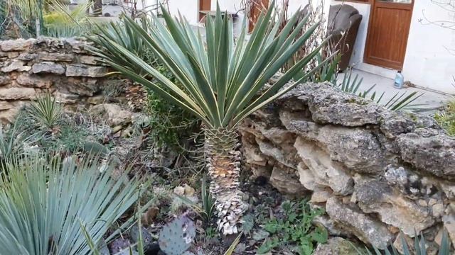 АНАПА 2020! ЭКЗОТИЧЕСКИЙ САД В ЦЕНТРЕ КУРОРТА! МАНДАРИНЫ! КИВИ! СЦИАДОПИТИС! АРМАТА! ТАКСОДИЙ! смотреть онлайн