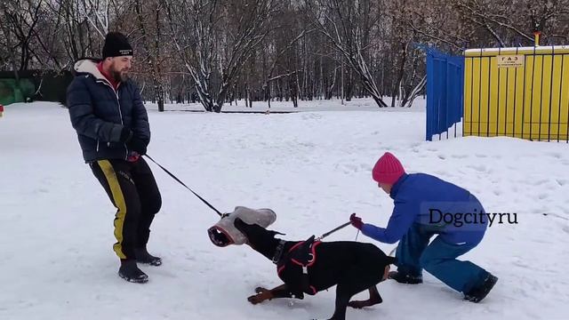 Доберман курс защиты IGP